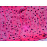 Набор готовых микропрепаратов LEVENHUK N20 NG 29277